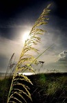 Azmiitia_054screen_saver