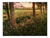Primavera