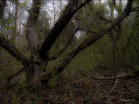 Hidden-lake-gardens-38-edit-copy