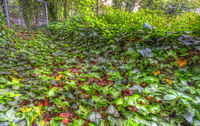Ivy1