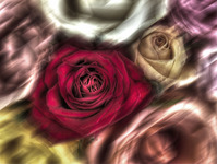 Roses