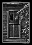 Broken_window_and_snow_layden_branch