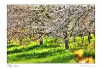 Ciliegi_in_fiore