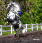 Lipizzan_hdr__tonemapped1