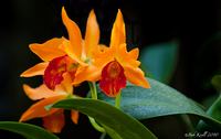 Orange-orchid