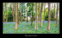 Bluebellwoods_i_web