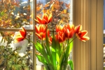 Tulips-in-the-windows