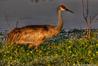 Sand_hill_crane-cr-1