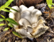 Mushroom