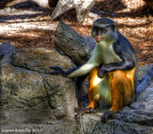 Mandrill-hdr2-cr_mg_9431_-2_-3_tonemapped_edited-1