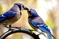 Feeding_baby