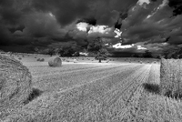 Harvest_time_b_w