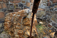 Petrified_walnut_tree