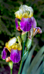 Iris