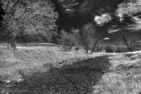 Irhdr1a