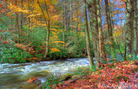River-and-trees