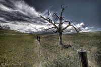 Fenceline