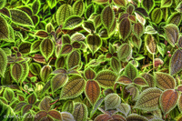 Textured-leaves