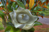 Flower8_tonemapped