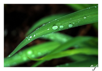 Wet_grass