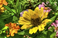 Flower_tmap_ta4_rs