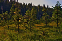 Bog_tongass_1_of_1_