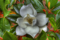 Flower1_tonemapped