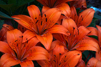 Daylilies_hdr2