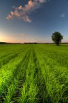 Field_hdr