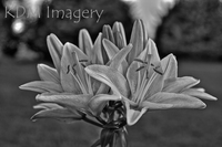 Lilly9expobw