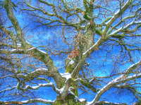 Vecchia_quercia