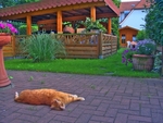 Relaxing-cat
