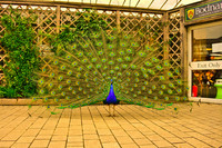 Img_6182_3_4_tonemapped