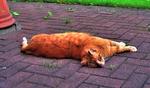 Tiger-cat