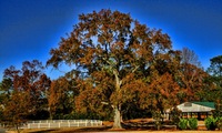 Vet_tree