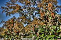 Mag_tree