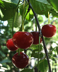 Cherries