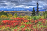 The_fall_slendor_of_the_vast_yukon