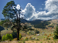 Dying_tree