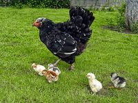 Proud_mother