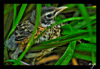 Bird_small