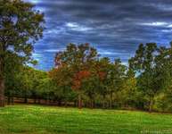 Copy-of-fairgroundstrees2
