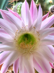 Echinopsis