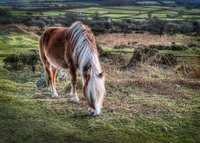 Just_grazing