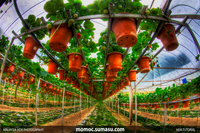 Big-red-strawberry-cameron-highland-photography