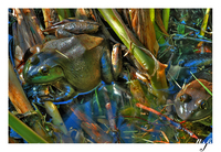 Frogs_small