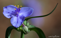 Blue-flower