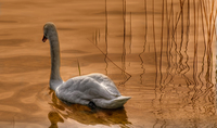 Cigno___tonemapped_orange_perfect_cropped_cream