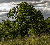Albero