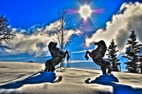 Aspen_horse